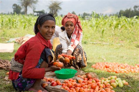  Climate-Smart Agriculture in Ethiopia: Transforming Rural Livelihoods - A Canvas Painted With Hope and Resilience