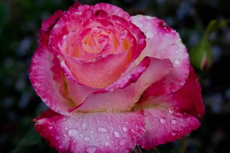  Raindrops on Roses: A Fragrant Journey into the World of Flora